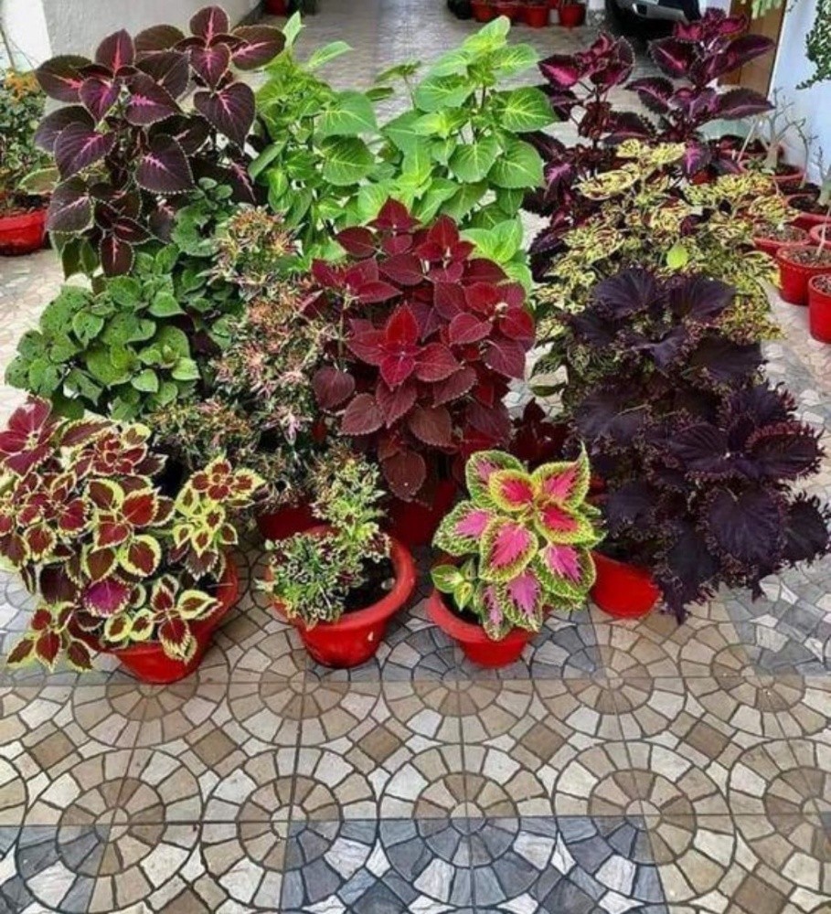 زراعه وديكور - 7