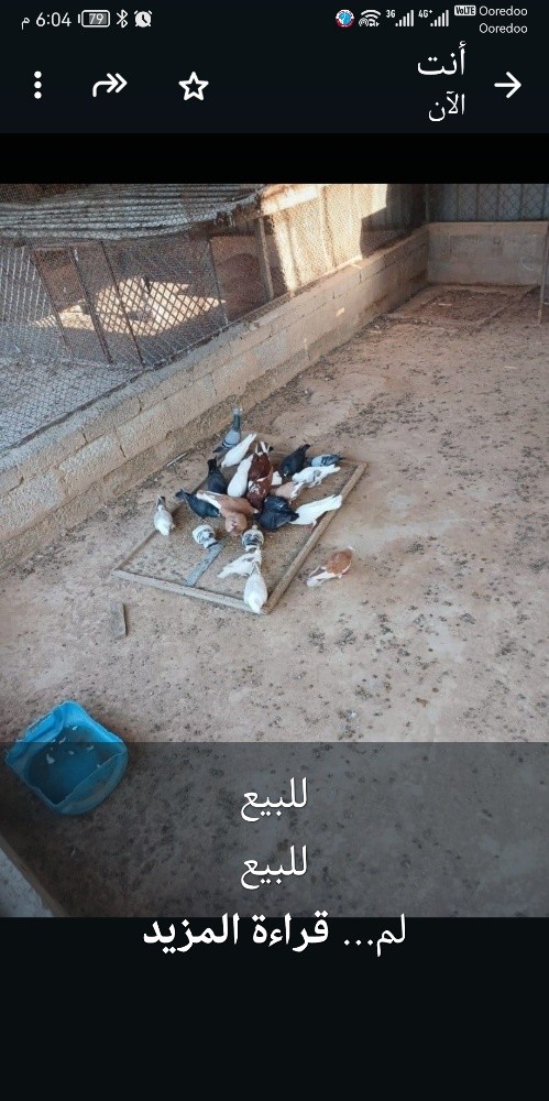 للبيع - 1
