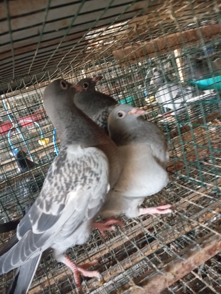 حمام زاجل عزب سمسمه - 2
