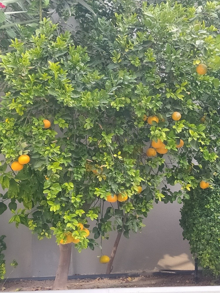 زراعة المزارع - 2