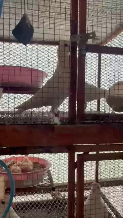 حمام زاجل - 1