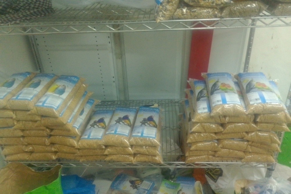 birds cat's - 1