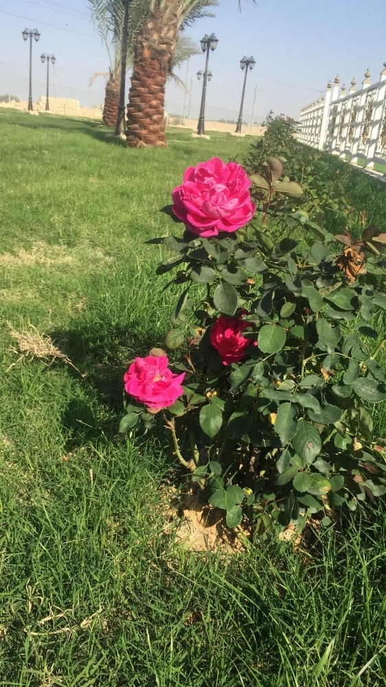 مزارع ومنسق حدائق - 4