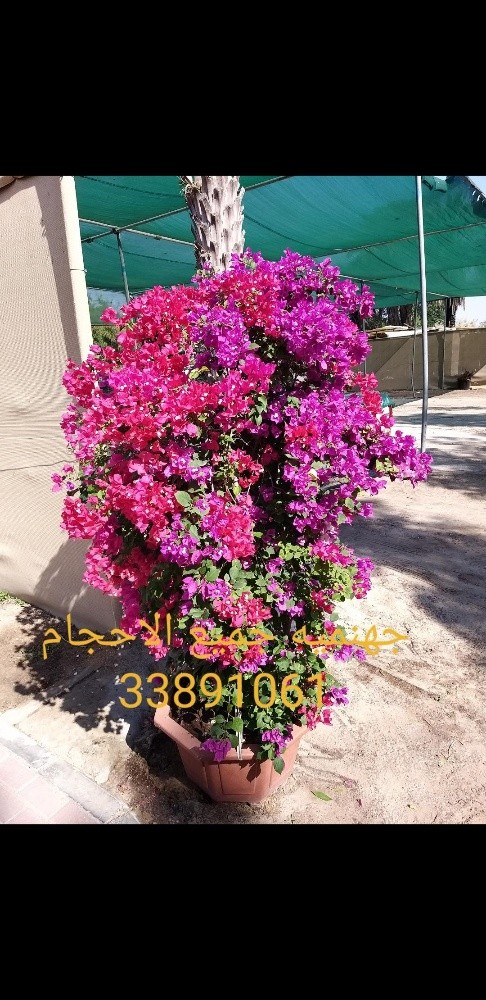 تصميم وانشاء وزراعة الحدائق - 26