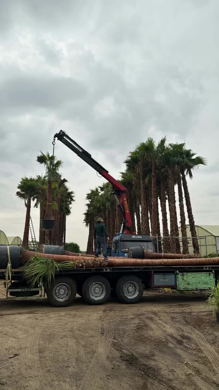 توريد وتركيب النخل - 1