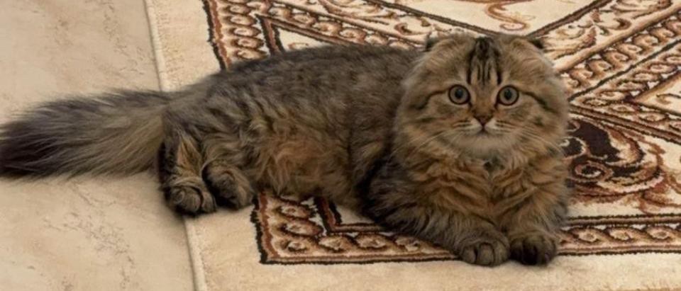 Cat - 1