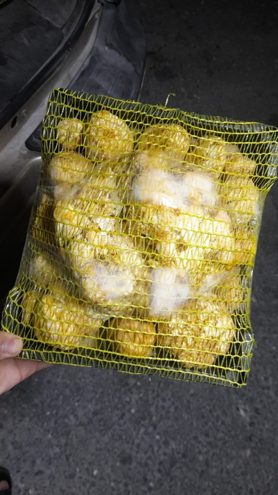فقع سعودي - 2