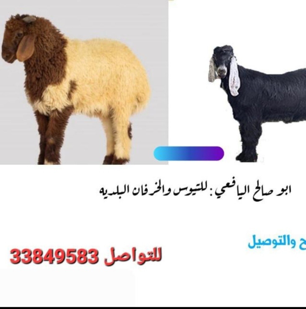 يوجد لدينا تيوس وخرفان بللدي - 1