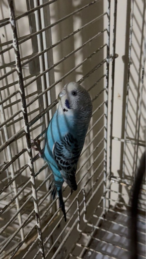 baby lovebirds for sale - 3