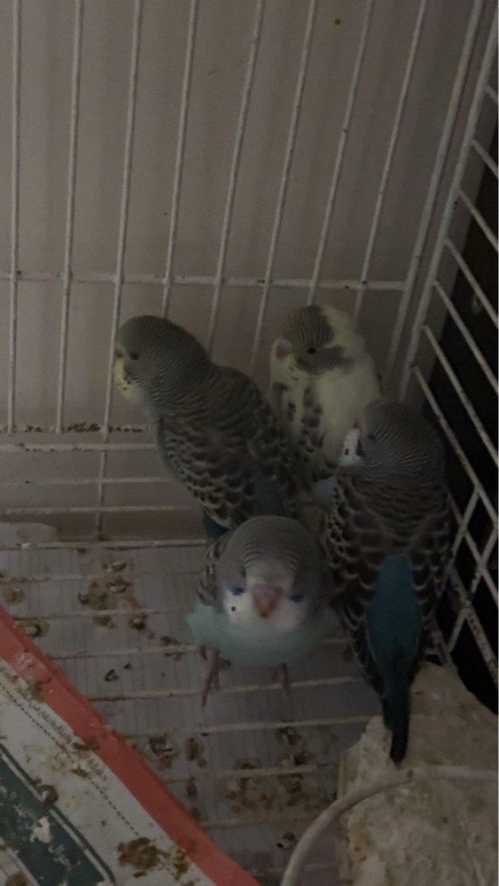 baby lovebirds for sale - 2