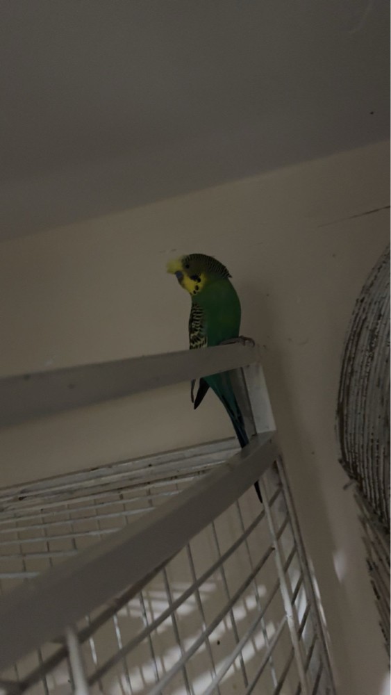baby lovebirds for sale - 1