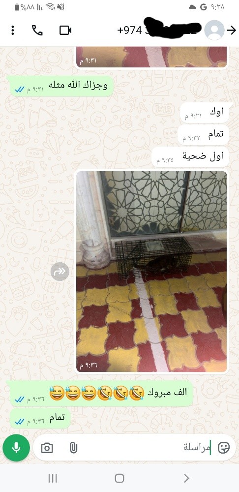 خداشة قطط كبيره وثعالب - 8