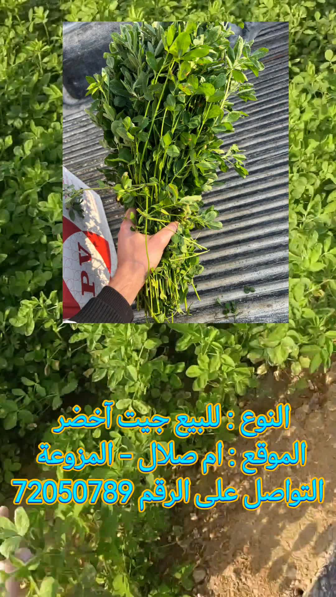green jet - 1