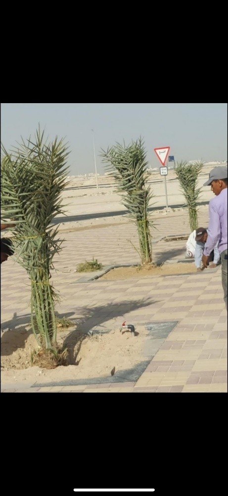 نخل للبيع - 8