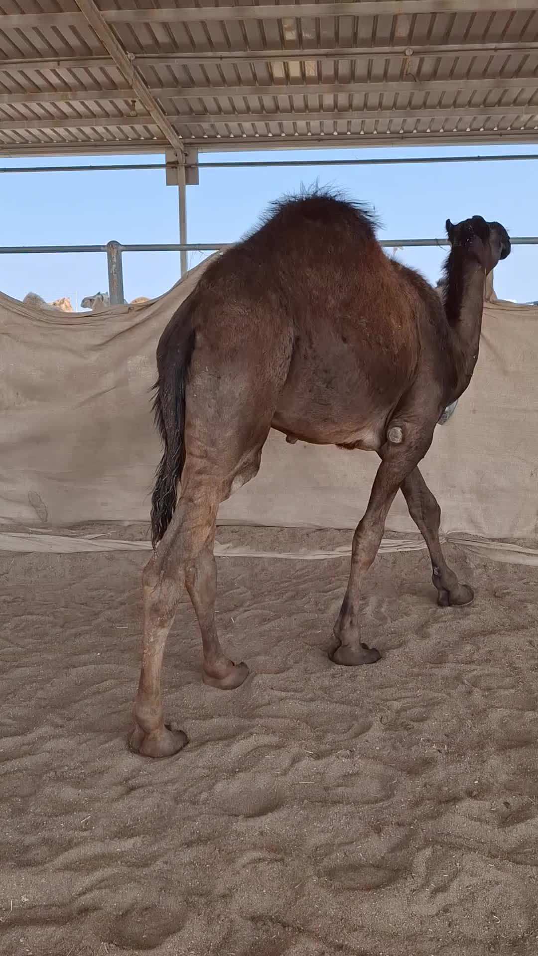 قعود موجهم مفرود - 1