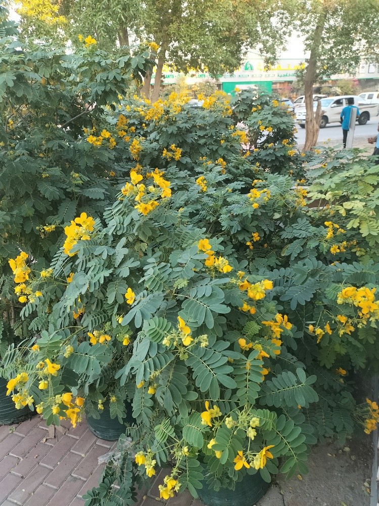 نوافير. 55079950 - 8