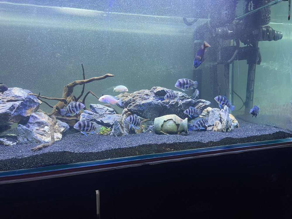 fish tank - 1