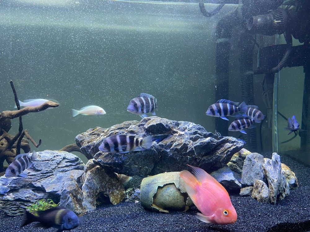fish tank - 5
