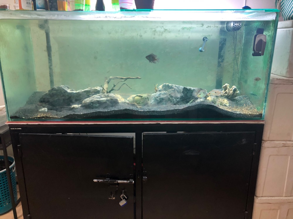 fish tank - 2