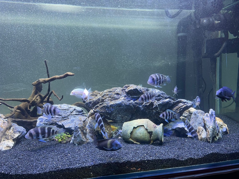 fish tank - 4