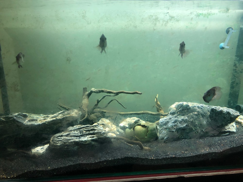 fish tank - 3