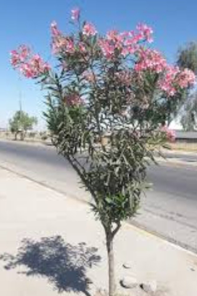 اشجار زينه ومثمره - 7