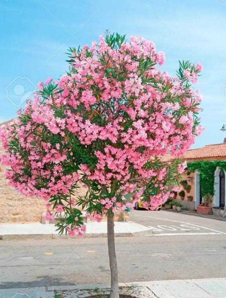 اشجار زينه ومثمره - 2