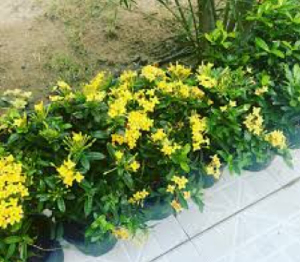 اشجار زينه ومثمره - 10