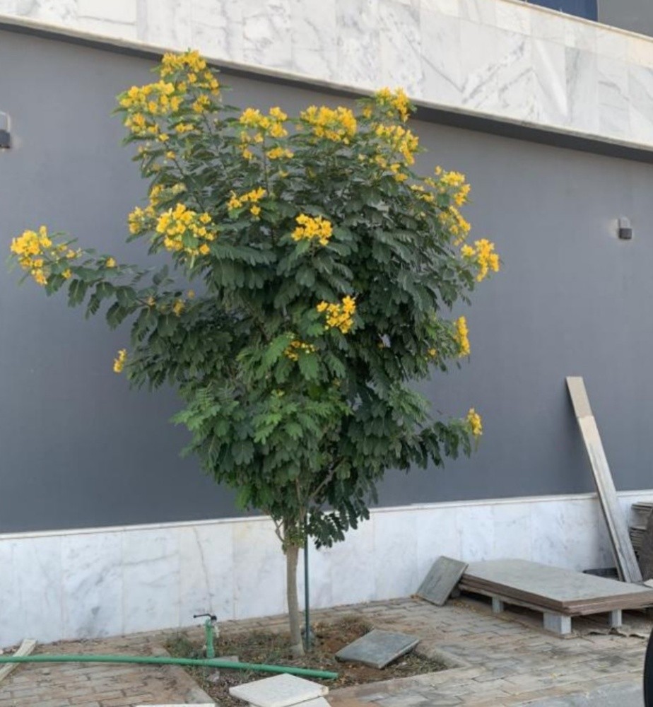 اشجار زينه ومثمره - 5