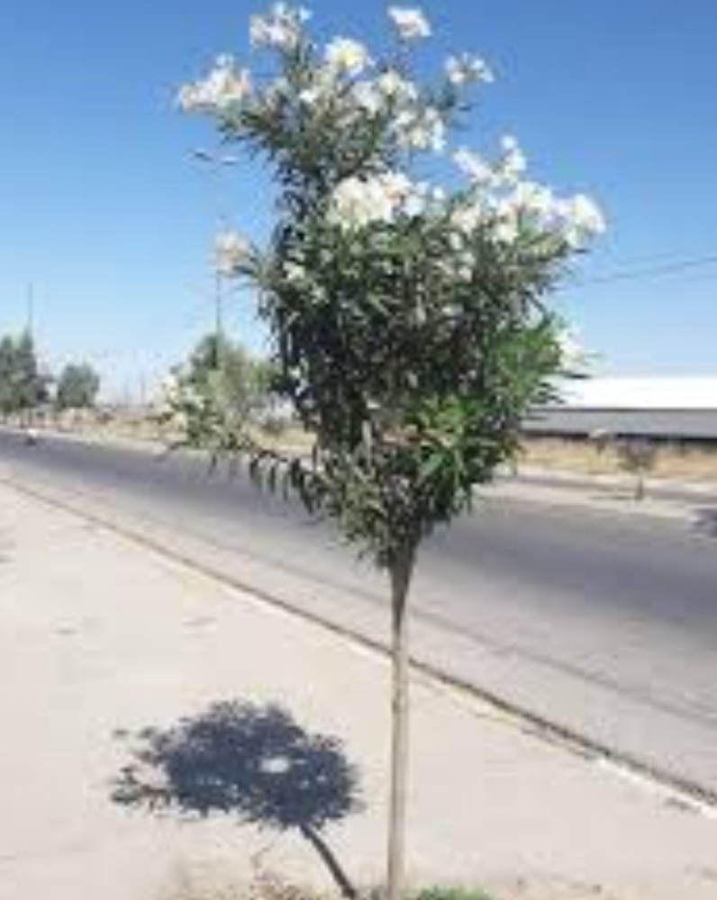 اشجار زينه ومثمره - 6