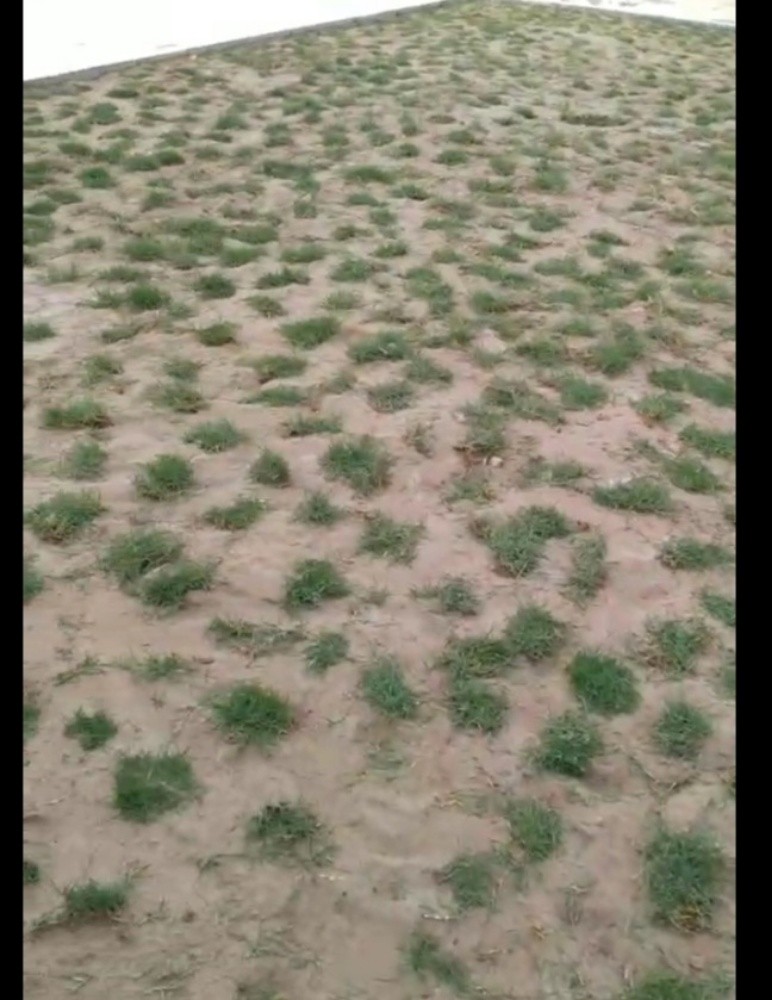 اشجار زينه ومثمره - 11