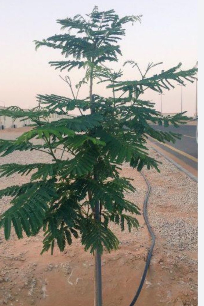 اشجار زينه ومثمره - 4