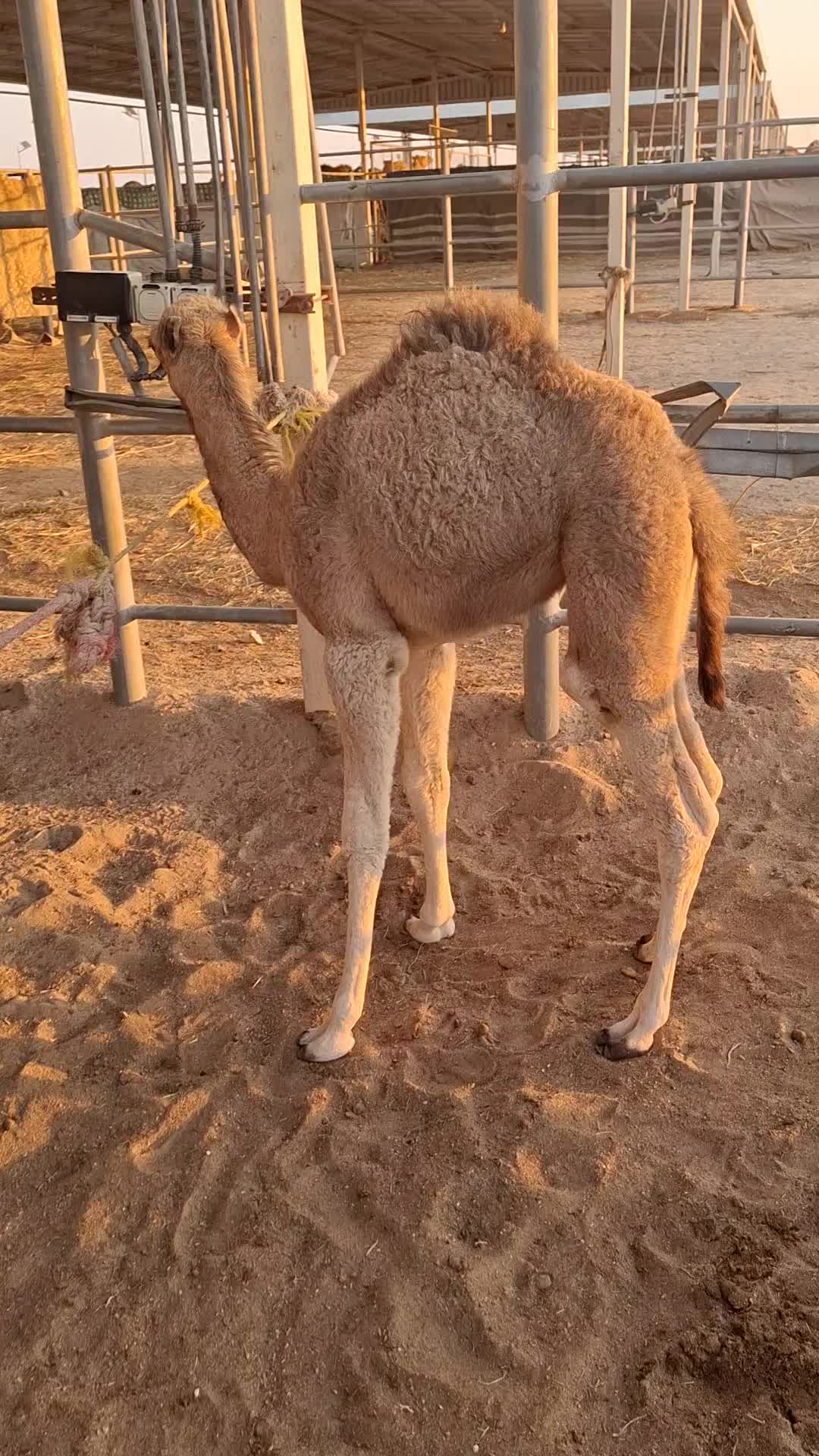 حوار ضيار - 1