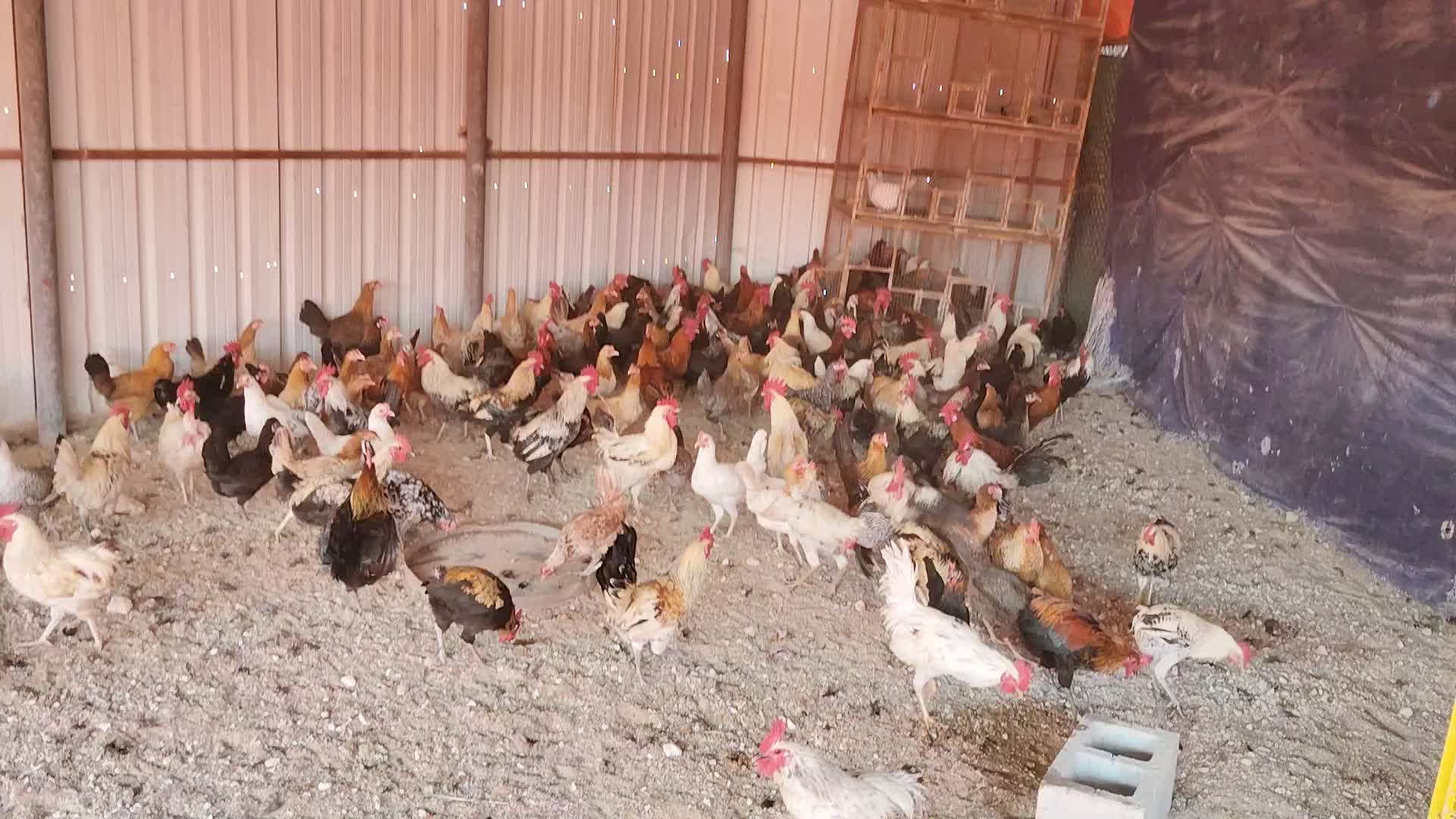 chicken Lear Egg - 1