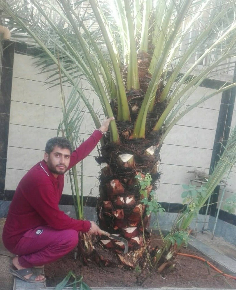 المهندس الزراعي داود - 3