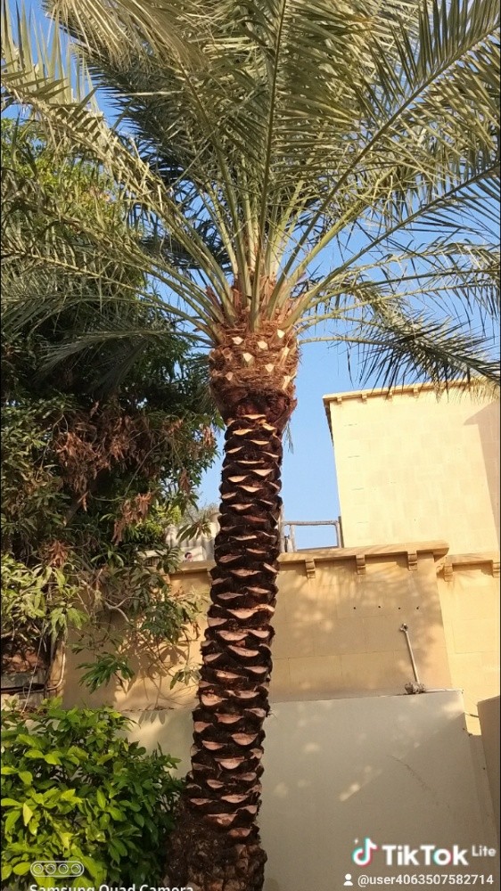 المهندس الزراعي داود - 11