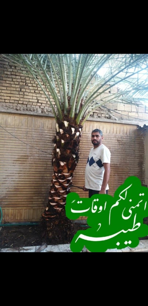 المهندس الزراعي داود - 4