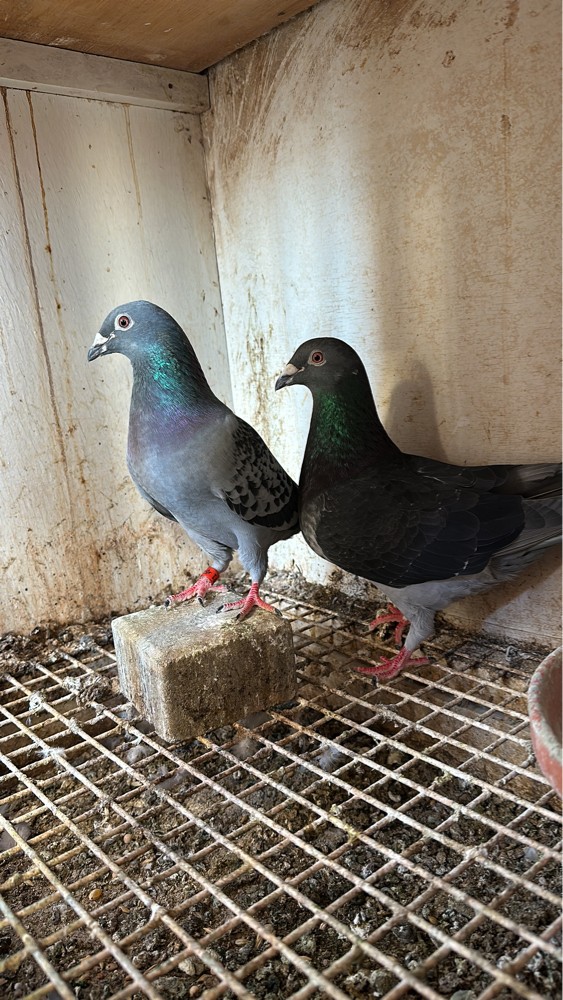 زاجل ريس للسباق  - 4
