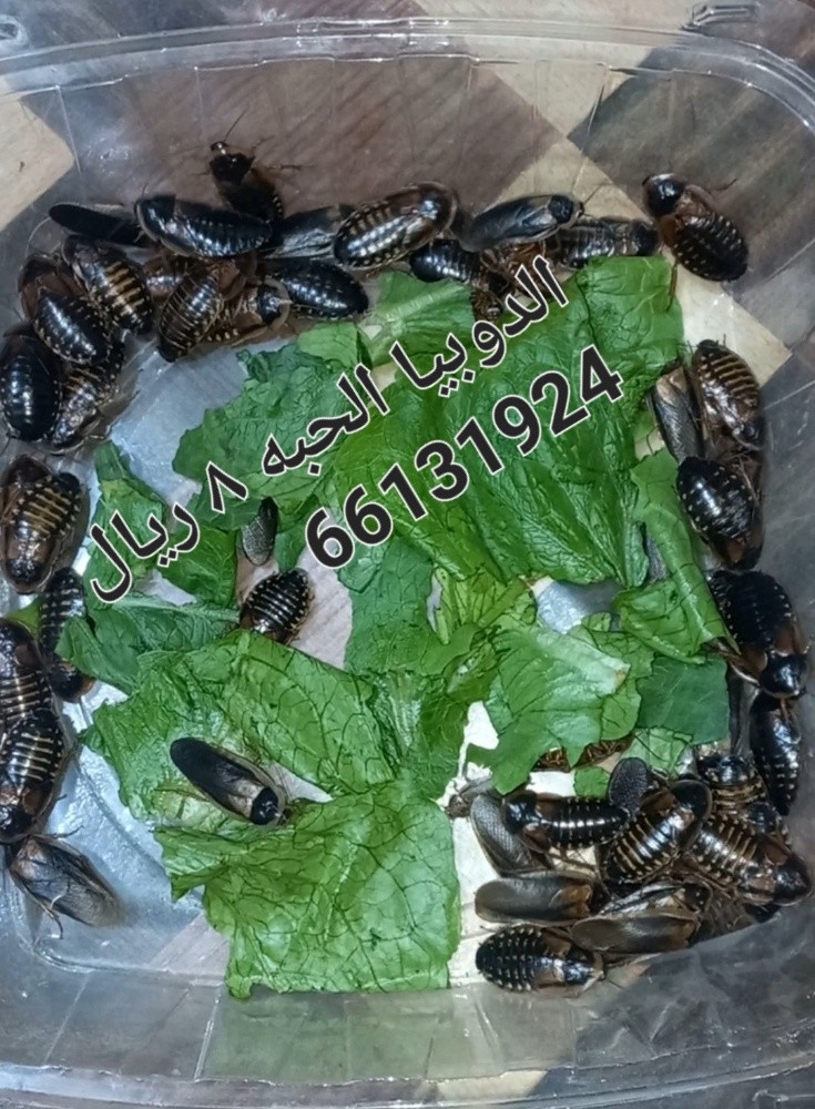 عتل - 14