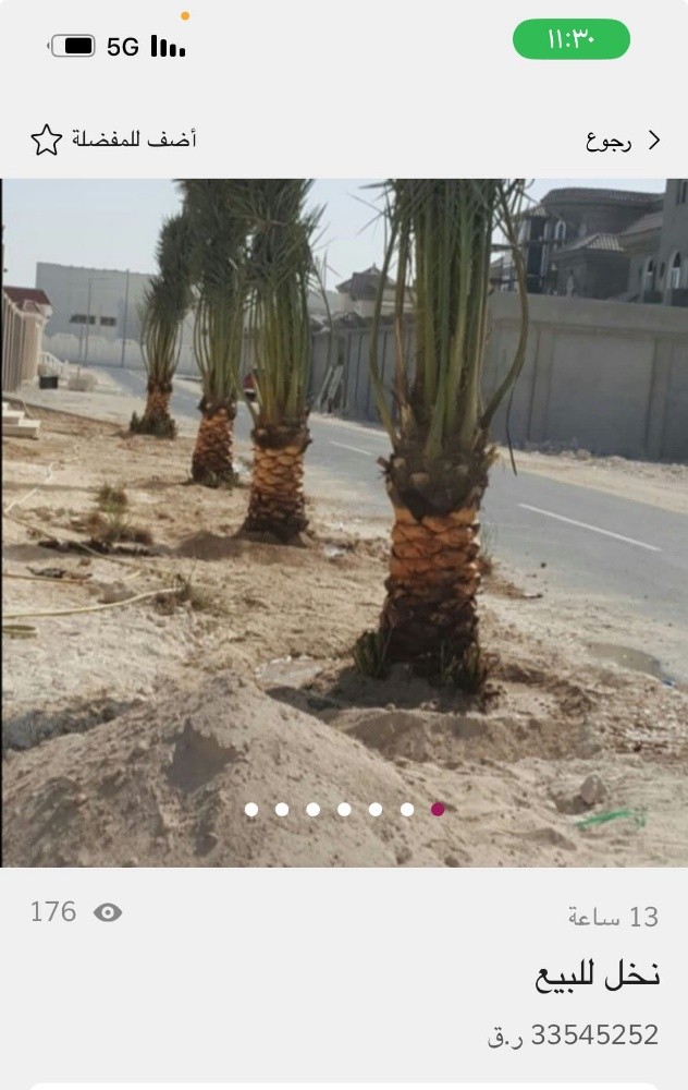 توريد وتركيب وتنظيف النخل - 15