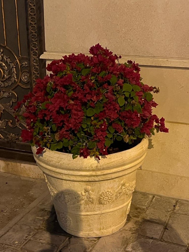 زراعه وديكور - 1