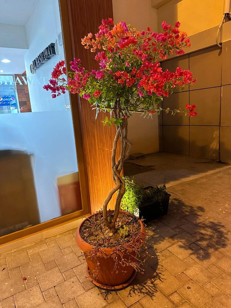 زراعه وديكور - 2