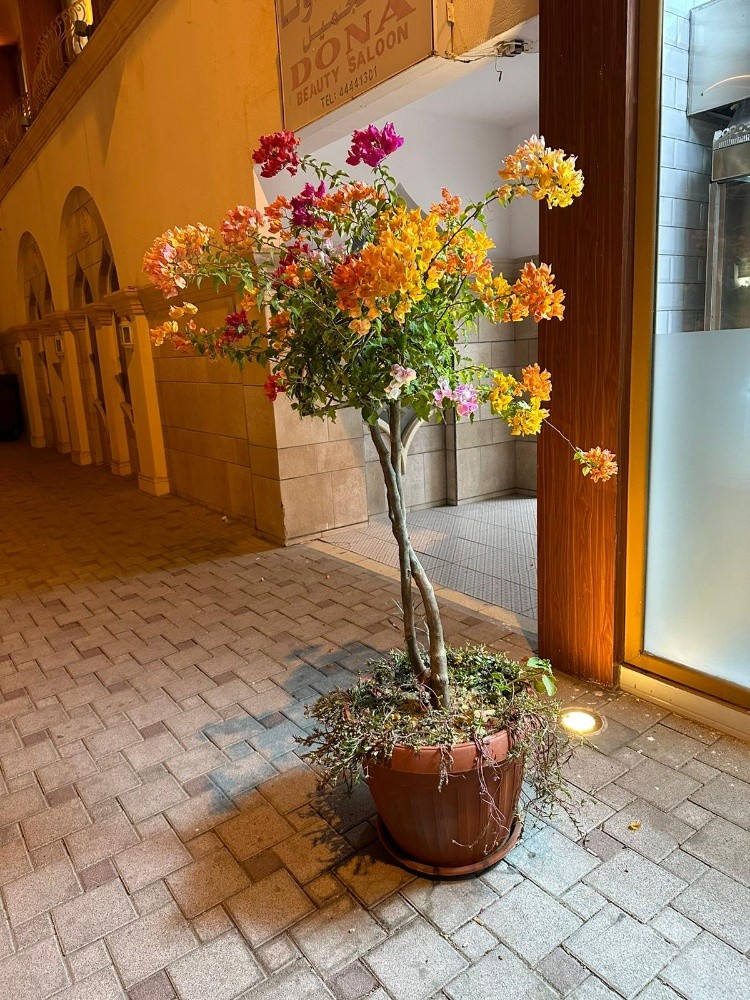 زراعه وديكور - 3