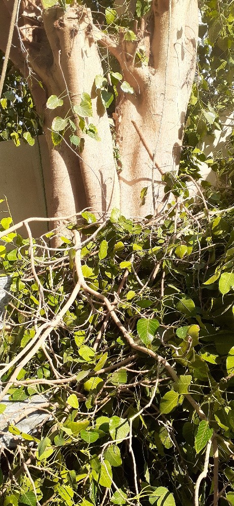 مقطع اشجار ونخيل - 3