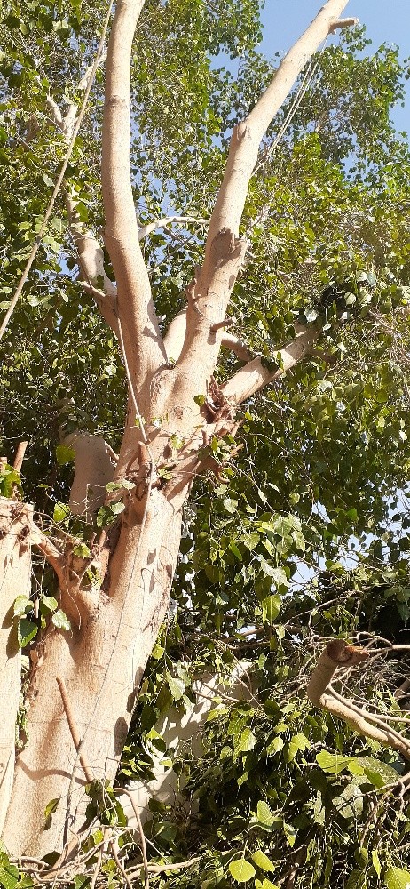مقطع اشجار ونخيل - 2