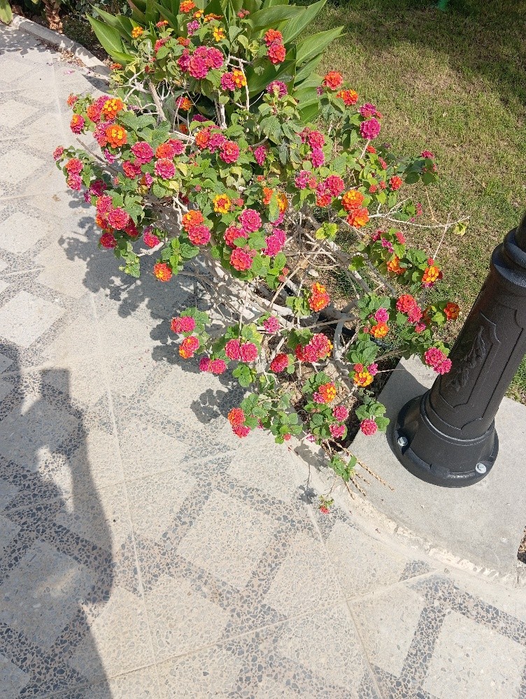زراعه وديكور الحدائق - 4