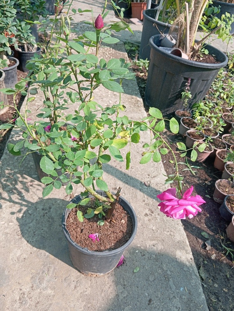 مزارع - 6