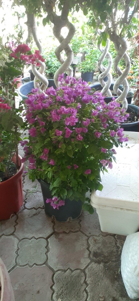 منسق حدائق - 2