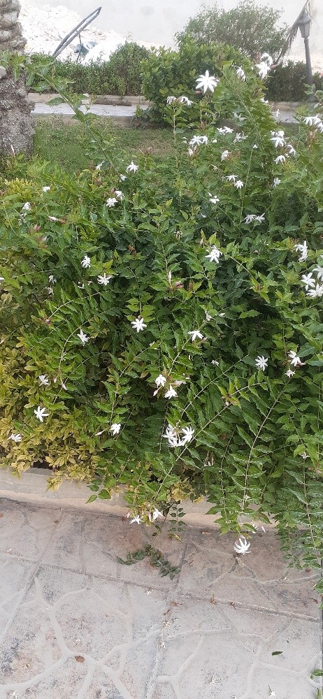 منسق حدائق - 4