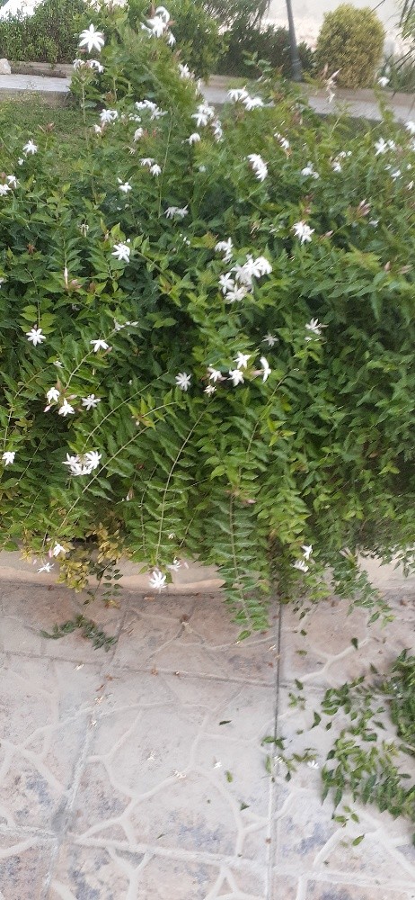 منسق حدائق - 3